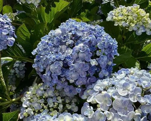 绣球花夏季养护攻略（夏天养殖方法）