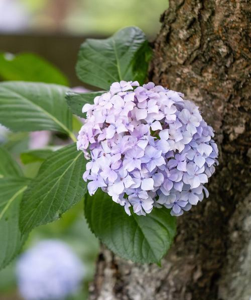 如何安全度过夏季——关于绣球花的注意事项（绣球花的养护和防治病虫害指南）