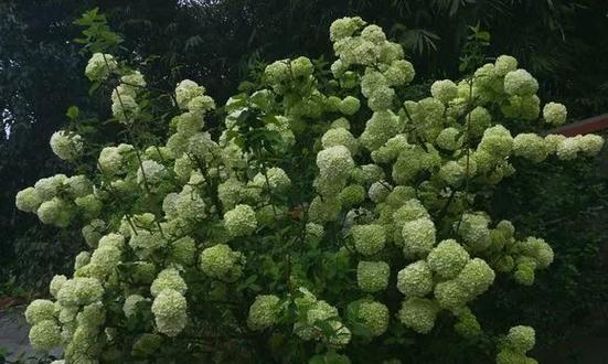 如何种植绣球花？