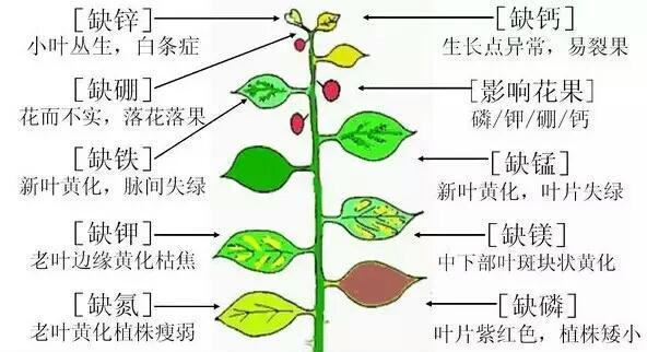 如何正确摘心打顶绣球花（掌握时间和方法）