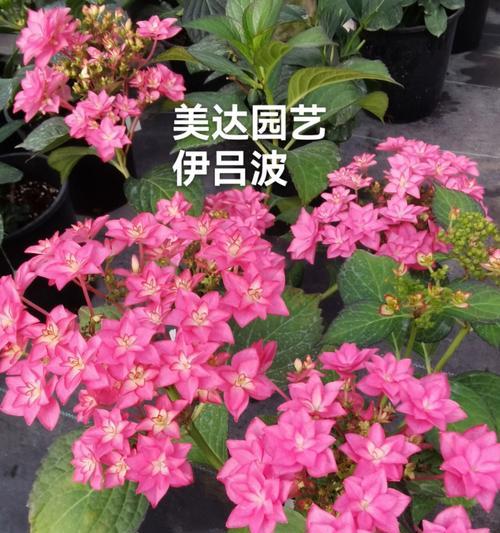 探讨绣球水培和土培的优劣（选择种植方式）