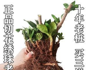 绣球种子的种植与养护（从选种到开花）