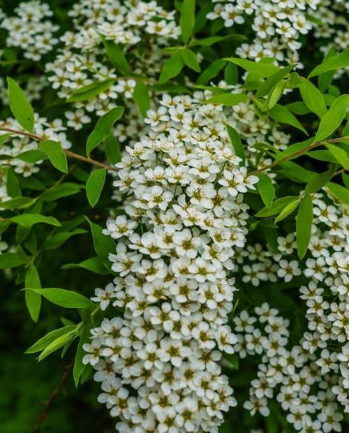 菱叶绣线菊的生长习性及花期（一年开几次花）