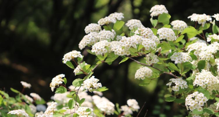 菱叶绣线菊的生长习性及花期（一年开几次花）