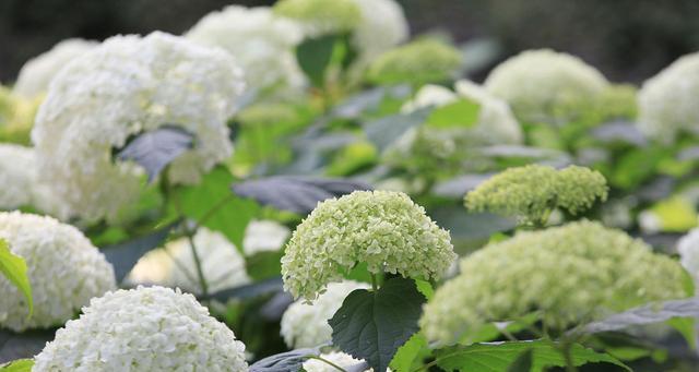 春来花开，这些花卉需要春化（让花儿在春天里绽放出最美的色彩）