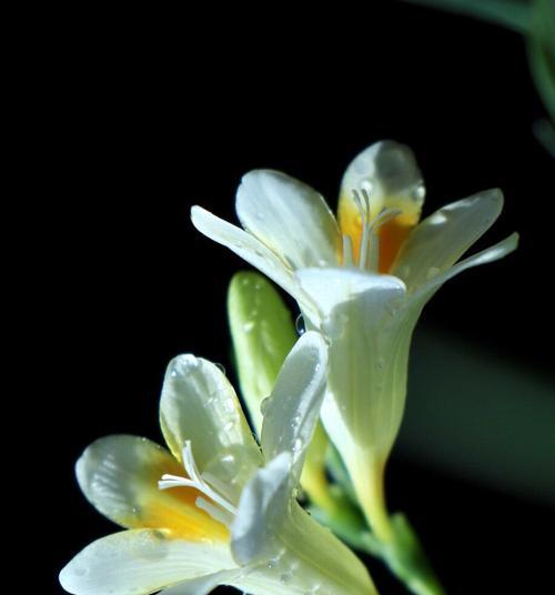 雪兰花开花时间的研究（探索雪兰花开花的季节与原因）