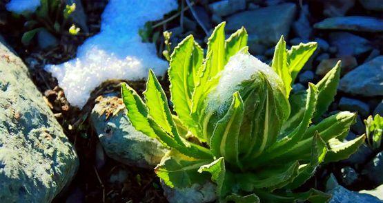 雪莲的生长环境与条件（探寻雪莲的足迹——从气候）