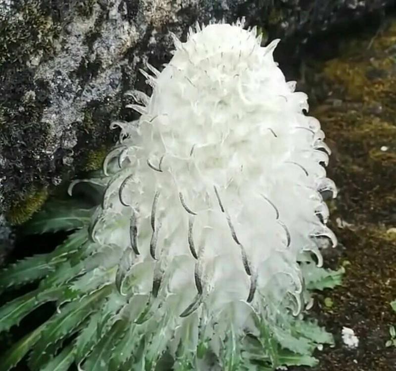 雪莲花泡水喝的功效与注意事项（探秘雪莲花的营养价值及饮用方法）