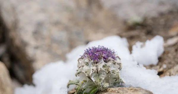 雪莲花的生长环境和特点（探寻雪莲花的成长之道）