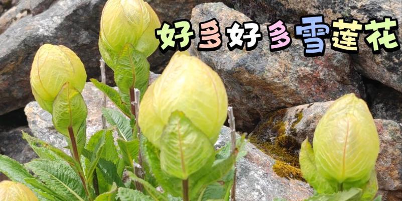 雪莲花开放时间及特点解析（揭秘雪莲花神秘面纱）