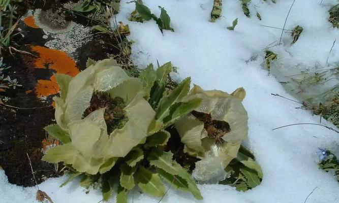 雪莲花开放时间及特点解析（揭秘雪莲花神秘面纱）