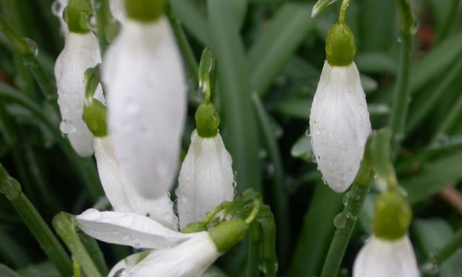 雪莲成熟季节详解