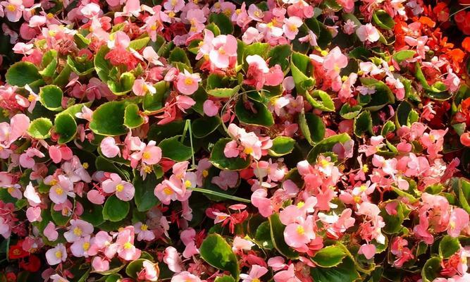 雪茄花的种植与养护（多年生植物的生长习性及关键环节）