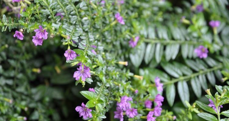 雪茄花的种植与养护（多年生植物的生长习性及关键环节）