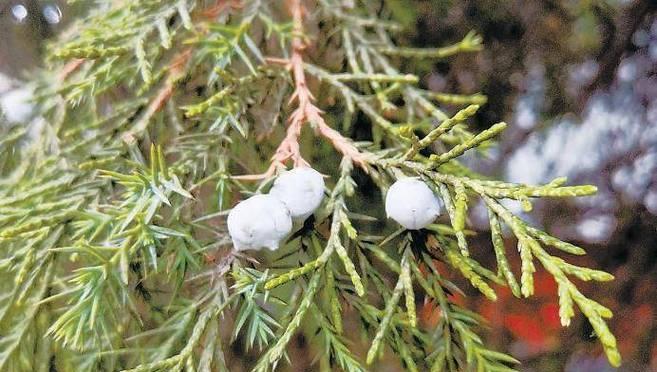 雪松花期及其特点（揭秘雪松的盛宴——浅谈雪松花期与观赏）