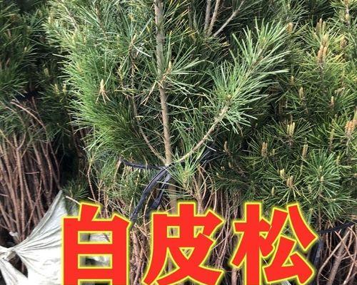 雪松果实的营养与用途（探究雪松果实的神奇之处）