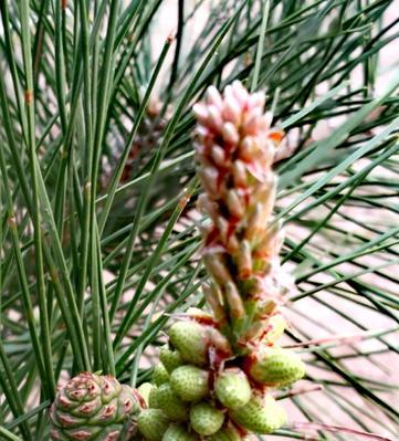 雪松是被子植物吗（探究雪松的生物分类和特征）