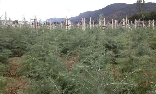 雪松——神秘的种子植物（解读雪松的生态特性和分类学特征）