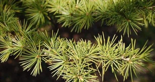 雪松——神秘的种子植物（解读雪松的生态特性和分类学特征）