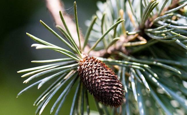 雪松——神秘的种子植物（解读雪松的生态特性和分类学特征）