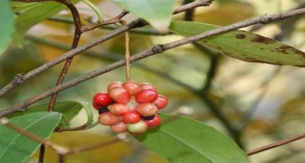 血藤果种植条件（适合生长在哪里）