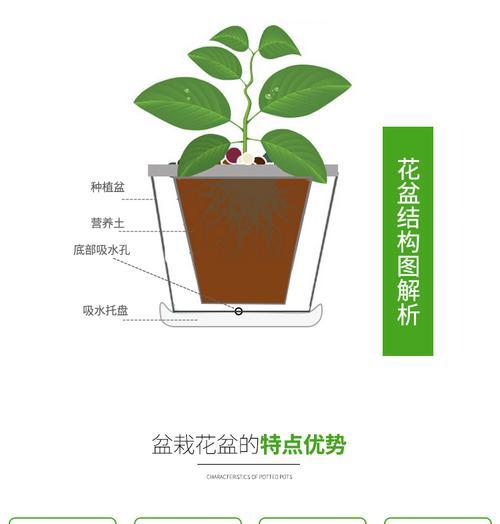 勋章菊种子的种植方法（从选种到收获）