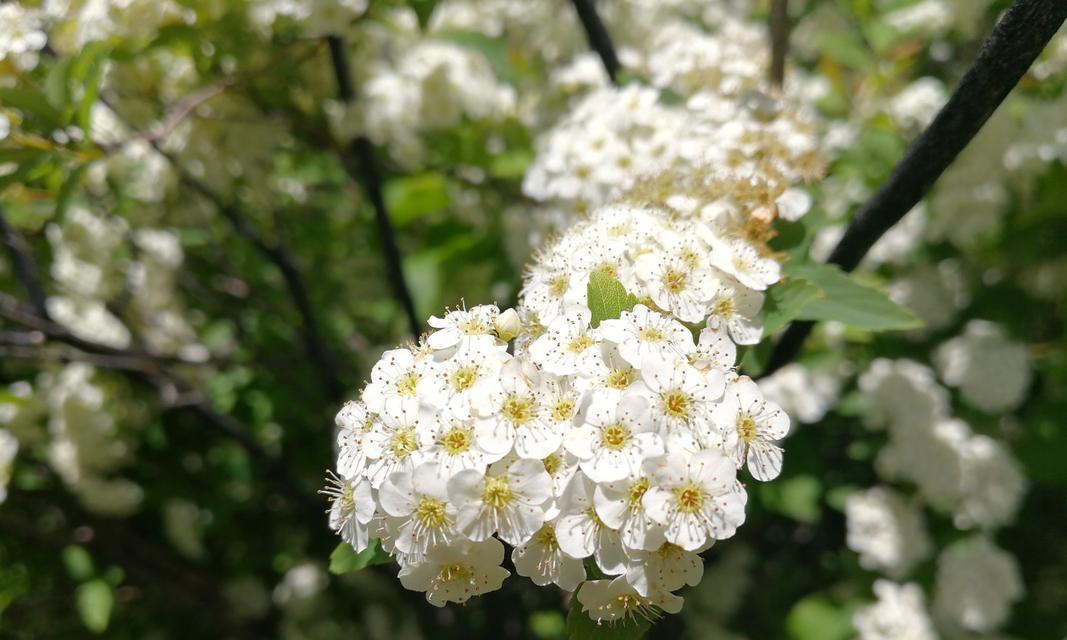 麻叶绣线菊的花语——传递真挚与坚持（美丽的花语）