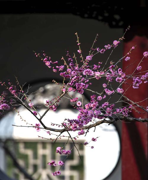 梅花花语（探秘梅花的花语及其象征意义）