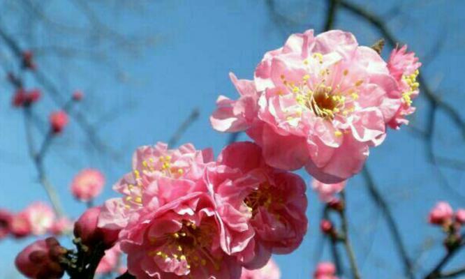 梅花花语（探秘梅花的花语及其象征意义）