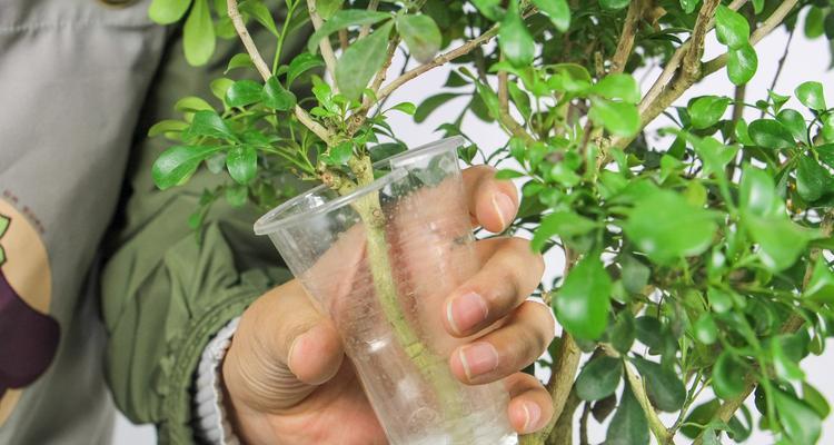 米兰花语之美——用花语传递情感的艺术（米兰花语的意义及其隐含的深刻情感）