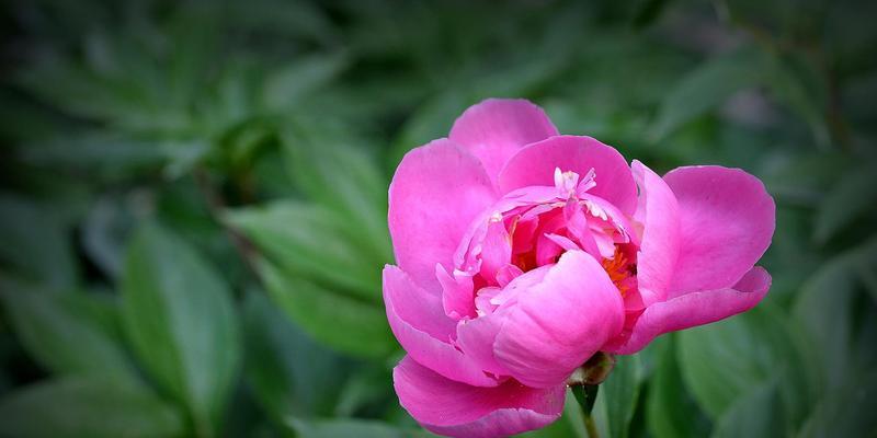 牡丹花（牡丹花语与文化内涵）