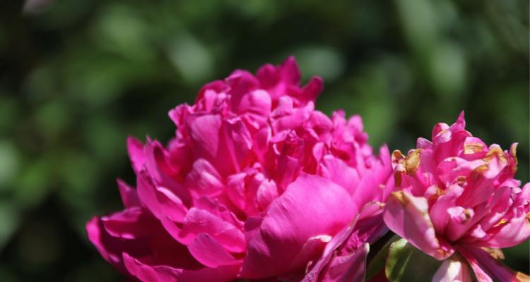 七芍药八牡丹（品味七芍药八牡丹）