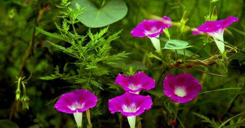 牵牛花的花语与意义（探索牵牛花的神秘和美丽）