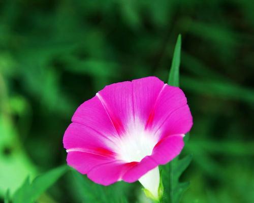 牵牛花的花语与含义（传递爱与温馨的花朵）