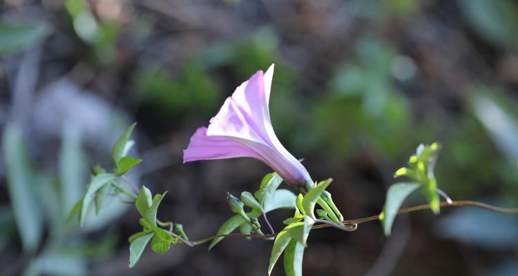 牵牛花的象征与人群类型（揭秘牵牛花）