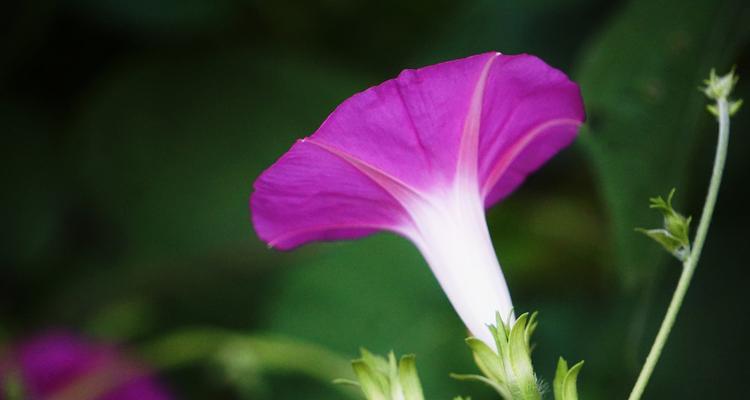 牵牛花的象征意义及其美丽之处（探寻牵牛花的花语和文化价值）