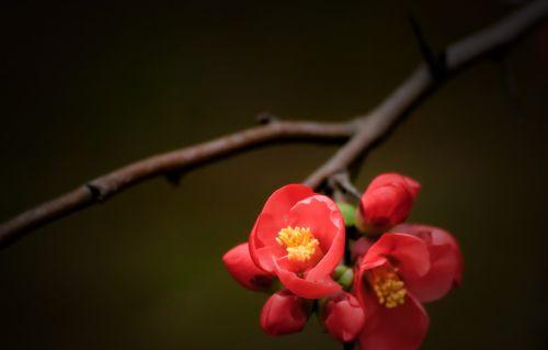 日本海棠花花语（迷人的花语）