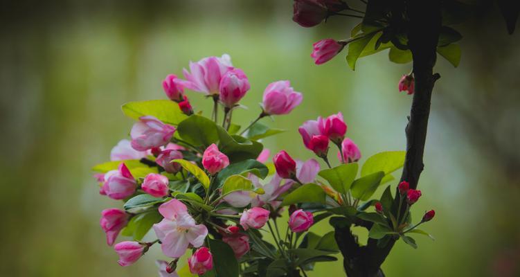 日本海棠花花语（迷人的花语）