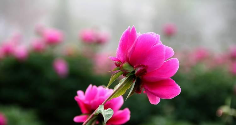 芍药花的意义与象征（探寻芍药花的深层寓意及文化象征）