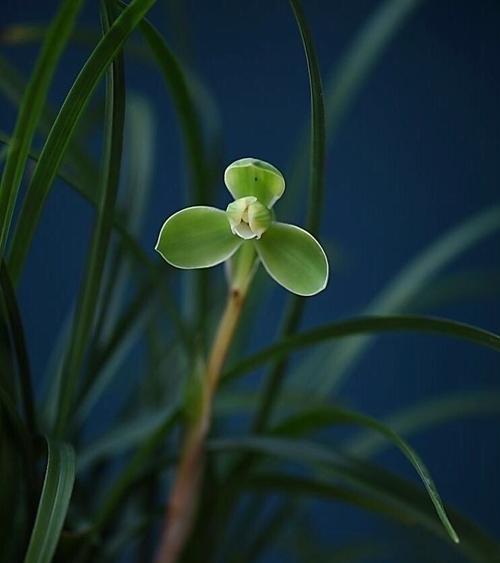 绍兴兰花的花语——唤醒心灵的美丽馈赠（恬静之美）