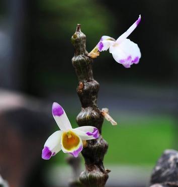 石斛兰花的神秘花语（解读石斛兰的花语）