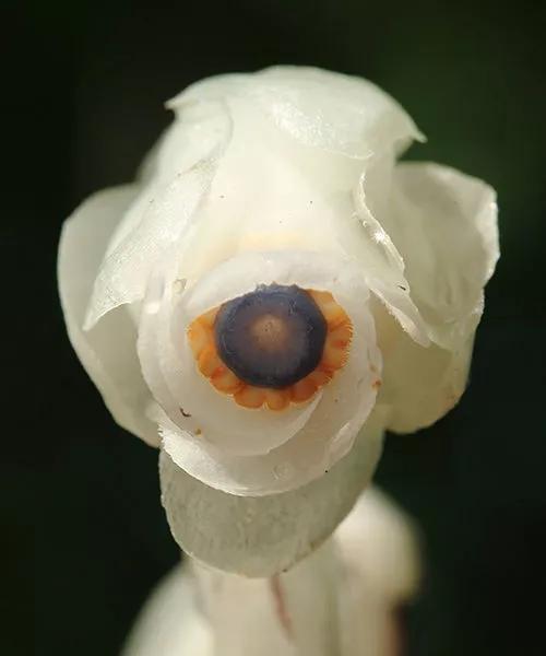 水晶兰花的美丽与寓意（揭示水晶兰花语的深刻内涵）