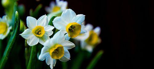 水仙花的花语与日本文化（探究水仙花在日本的象征意义与传统运用）