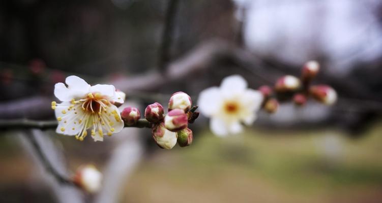 水仙梅花的寓意与魅力（探寻水仙梅花的文化内涵与象征意义）