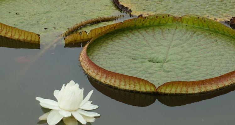 探秘睡莲科（揭秘睡莲科代表植物的多样性与生态适应力）