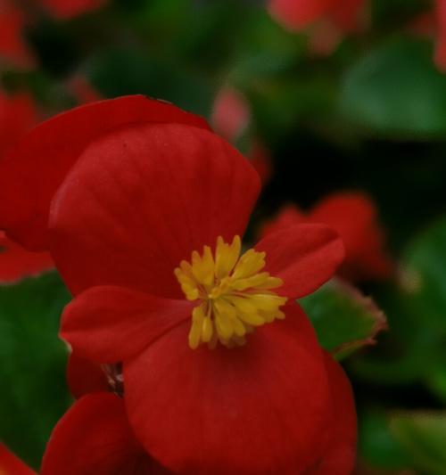 四季海棠花语（重温四季海棠的芬芳之美）