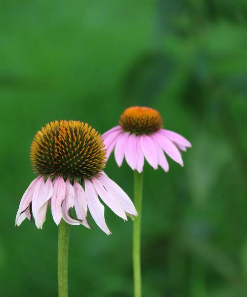 松果菊的花语与意义（解读松果菊所代表的心灵和情感）