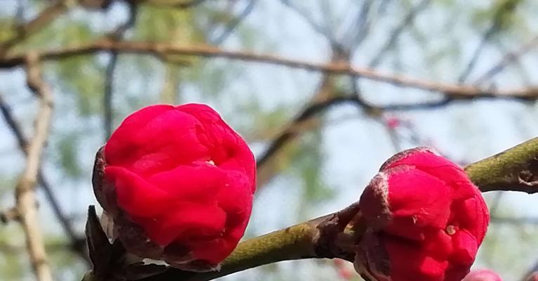 桃花花语与情感的交融（桃花花语的含义及其在情感表达中的应用）