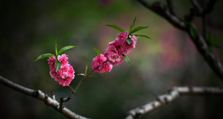 桃花的特点及意义（赏桃花）