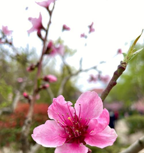 桃花的特点及意义（赏桃花）